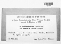 Umbilicaria torrefacta image